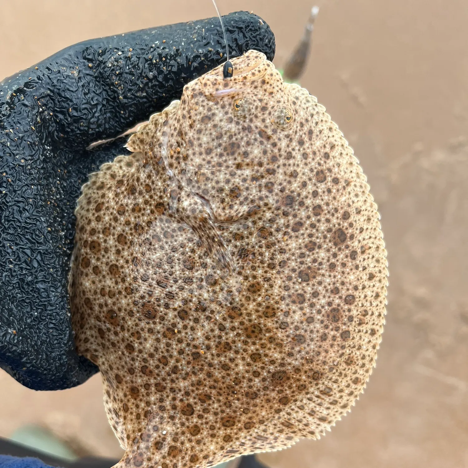 The most recent Turbot catches on Fishbrain