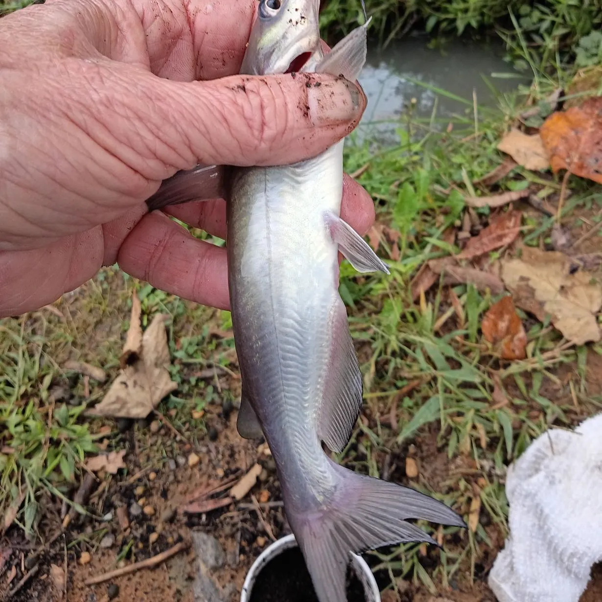 Channel catfish caught on Fishbrain
