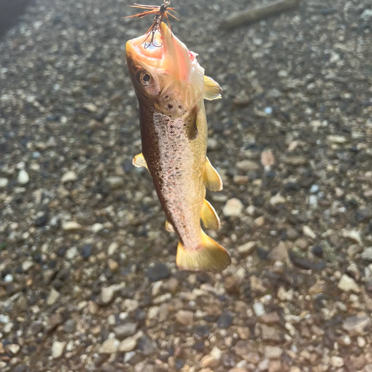 Rainbow trout caught on Fishbrain