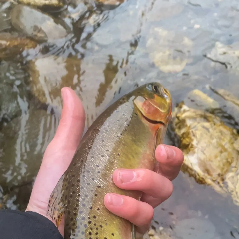Cutthroat trout caught on Fishbrain