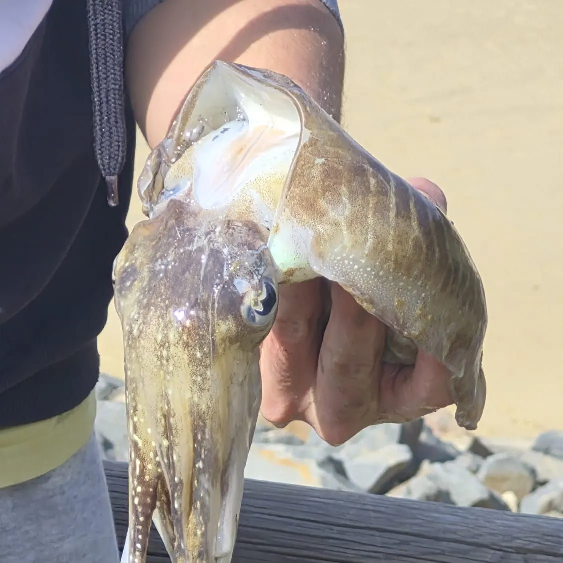 The most recent Common cuttlefish catches on Fishbrain