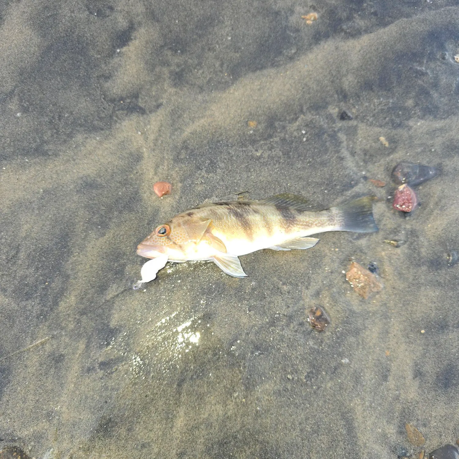 The most recent Barred sand bass catches on Fishbrain