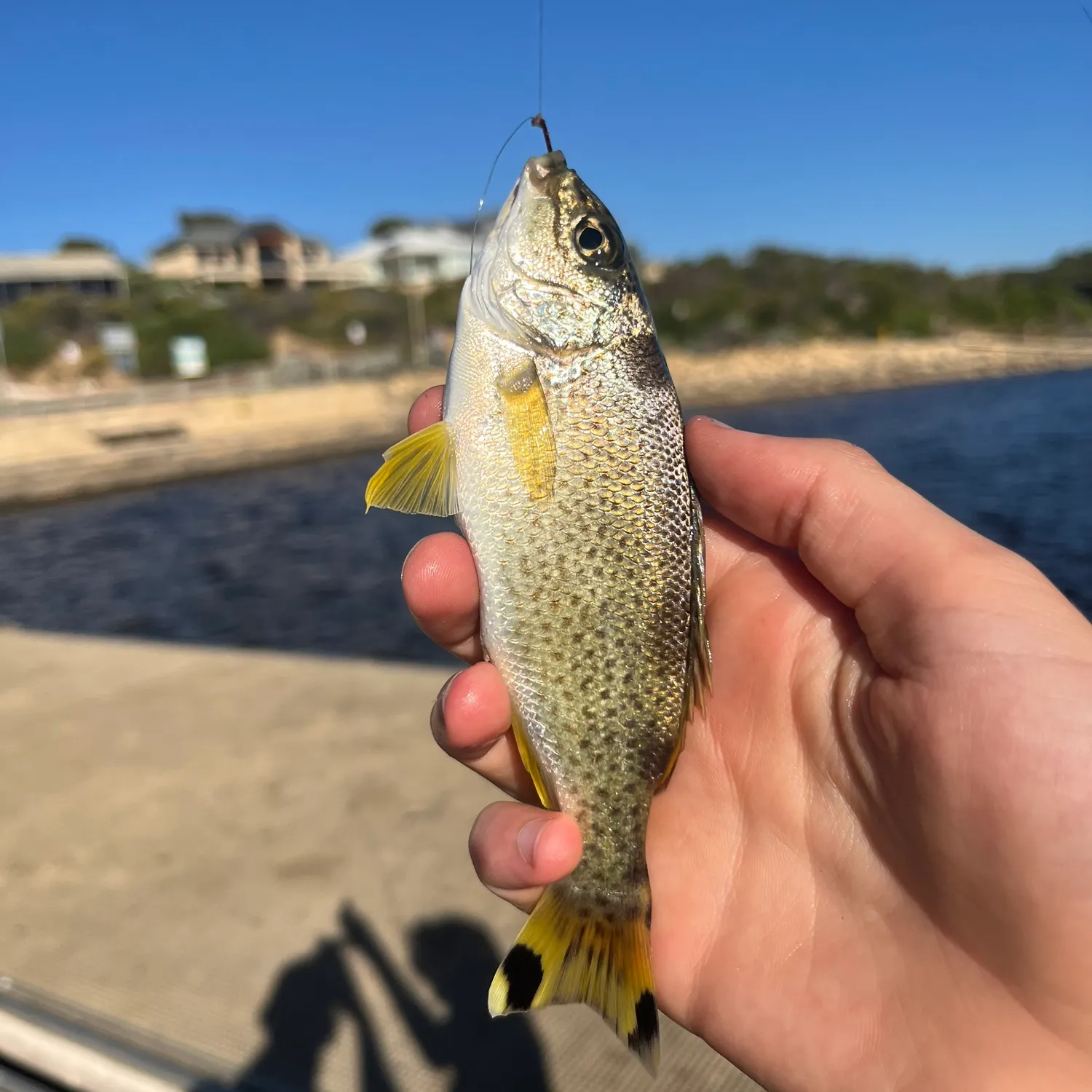 The most recent Yellowtail Grunter catches on Fishbrain
