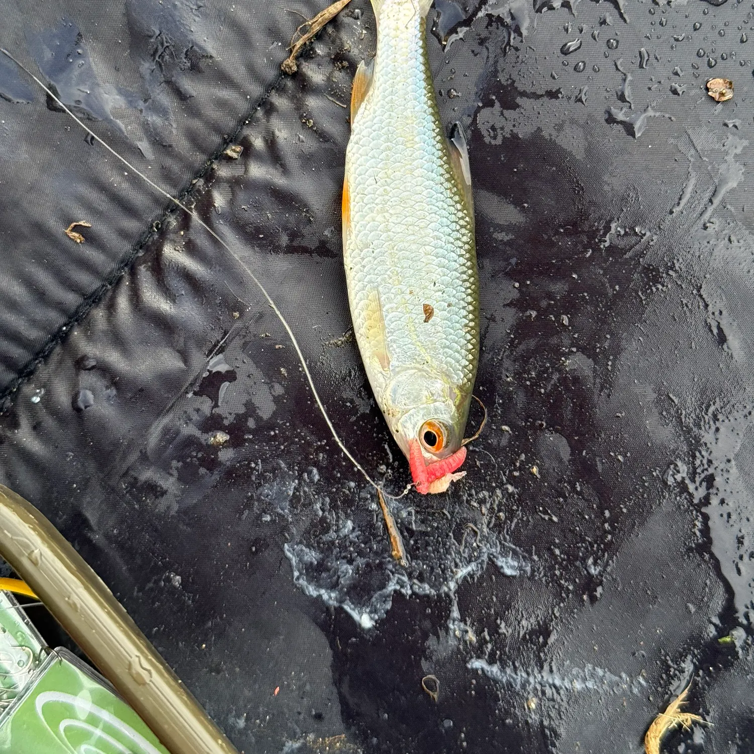 Common roach caught on Fishbrain
