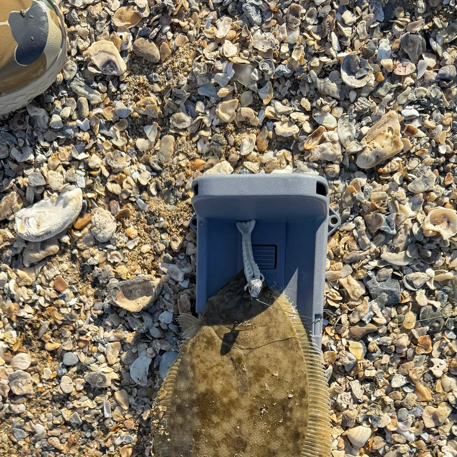 Southern flounder caught on Fishbrain