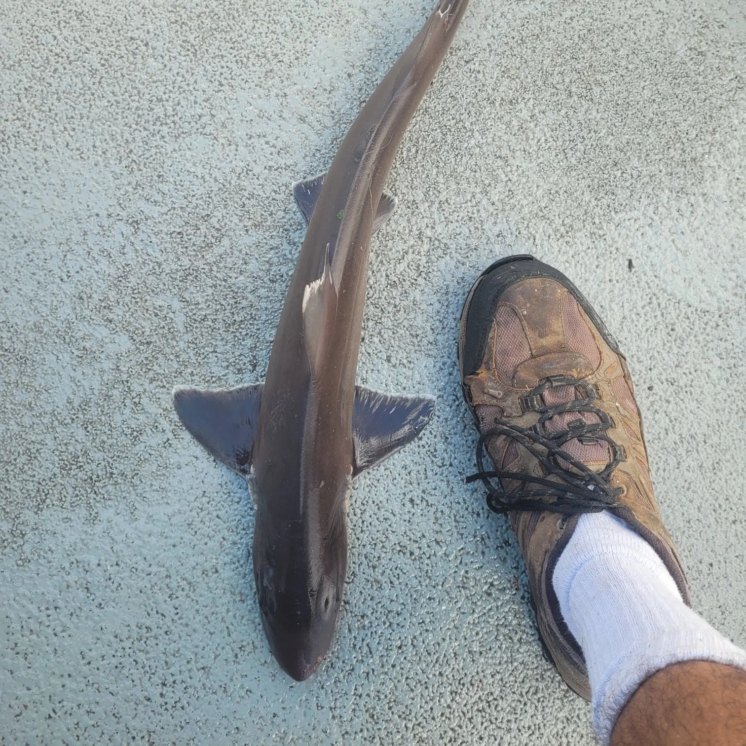 Dusky smooth-hound caught on Fishbrain
