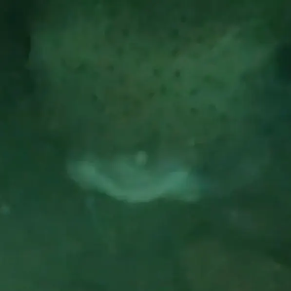 The most recent Spot-fin porcupinefish catches on Fishbrain