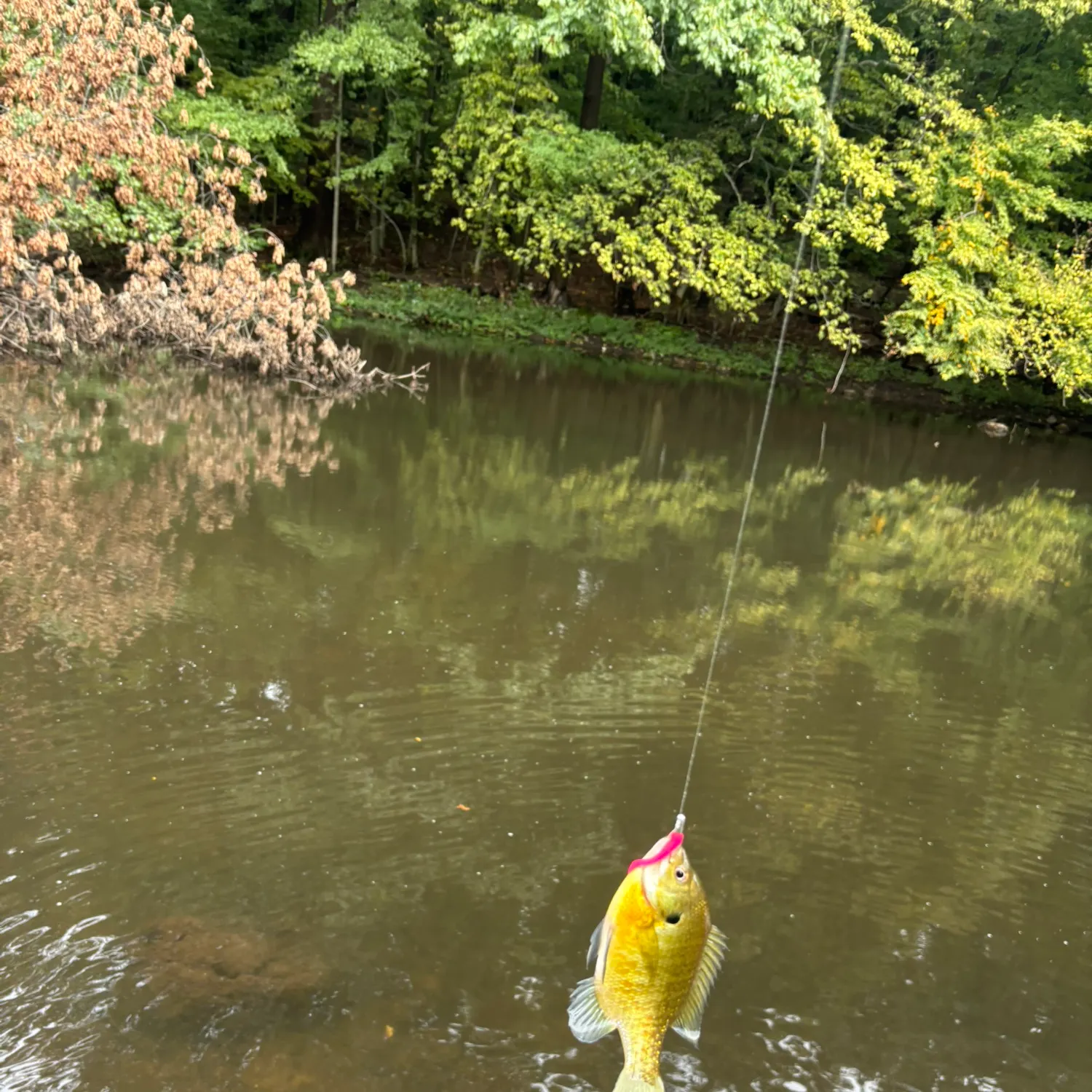 Bluegill caught on Fishbrain