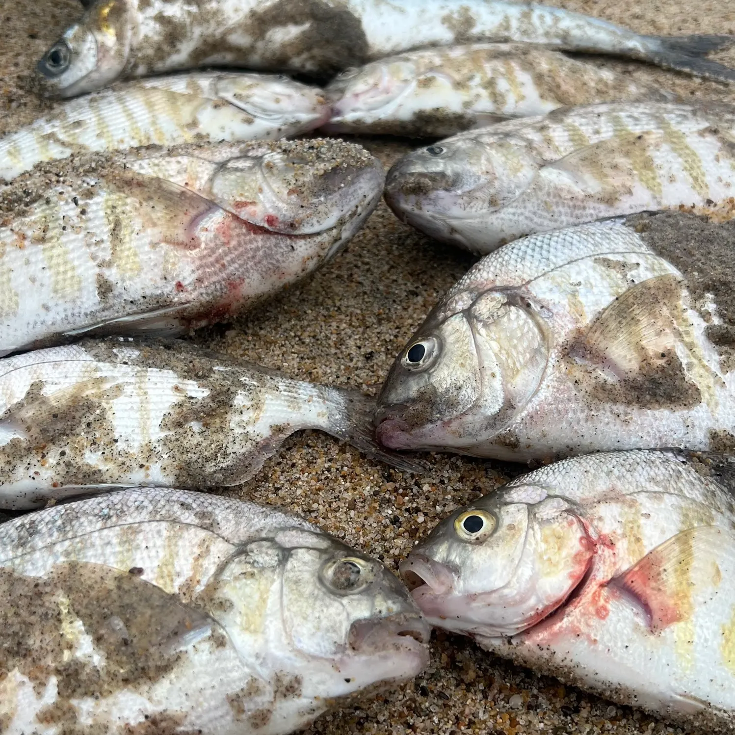 recently logged catches