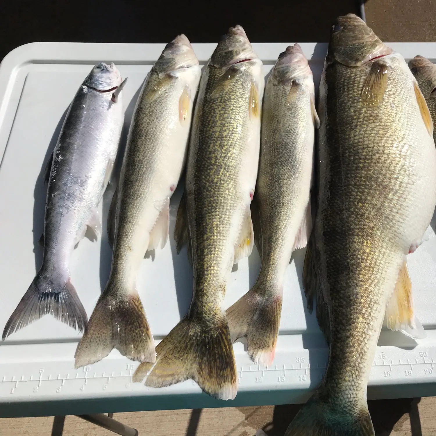 recently logged catches