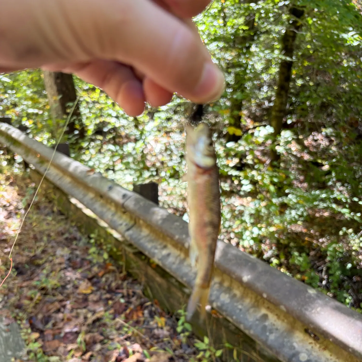 Common shiner caught on Fishbrain