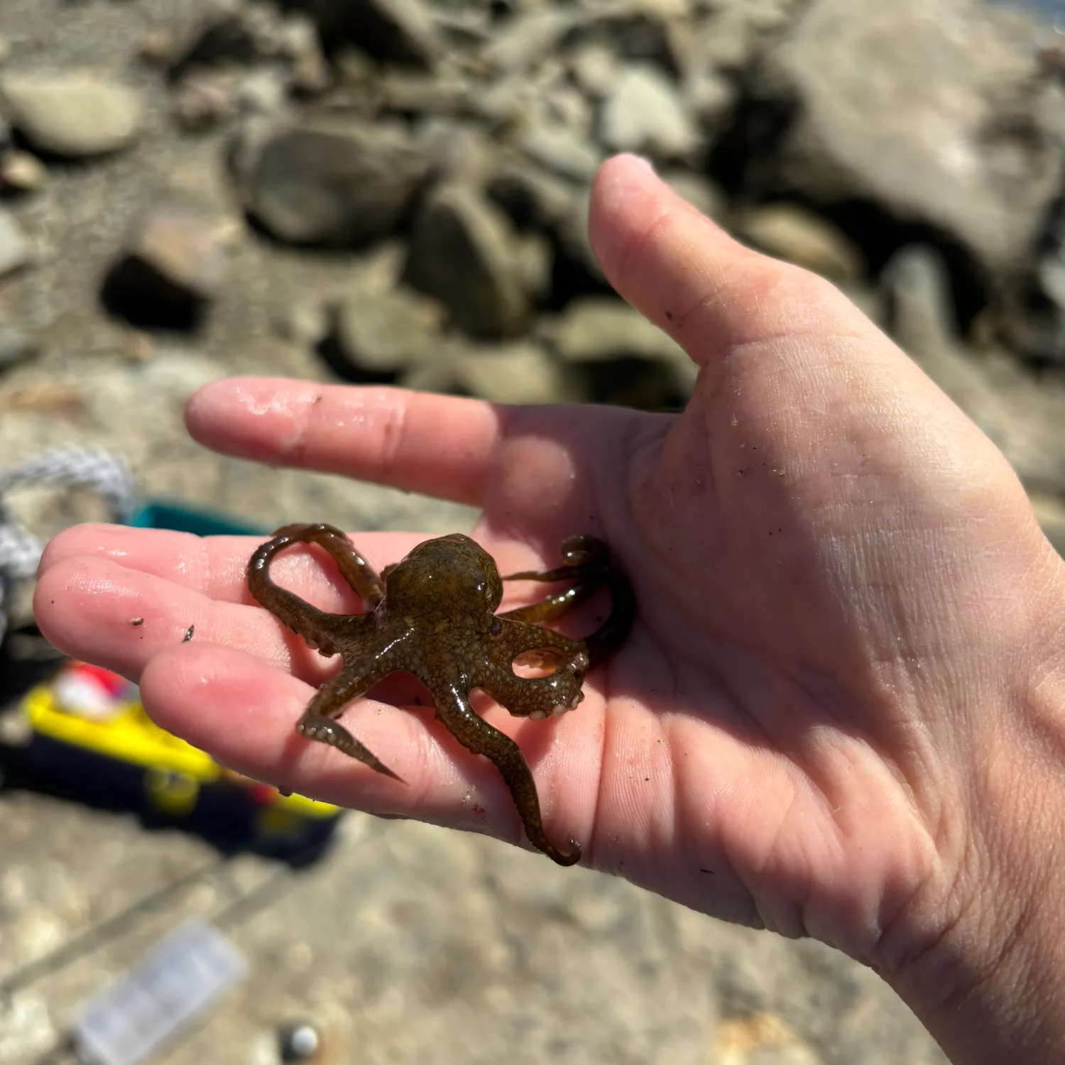 The most recent California two-spot octopus catches on Fishbrain