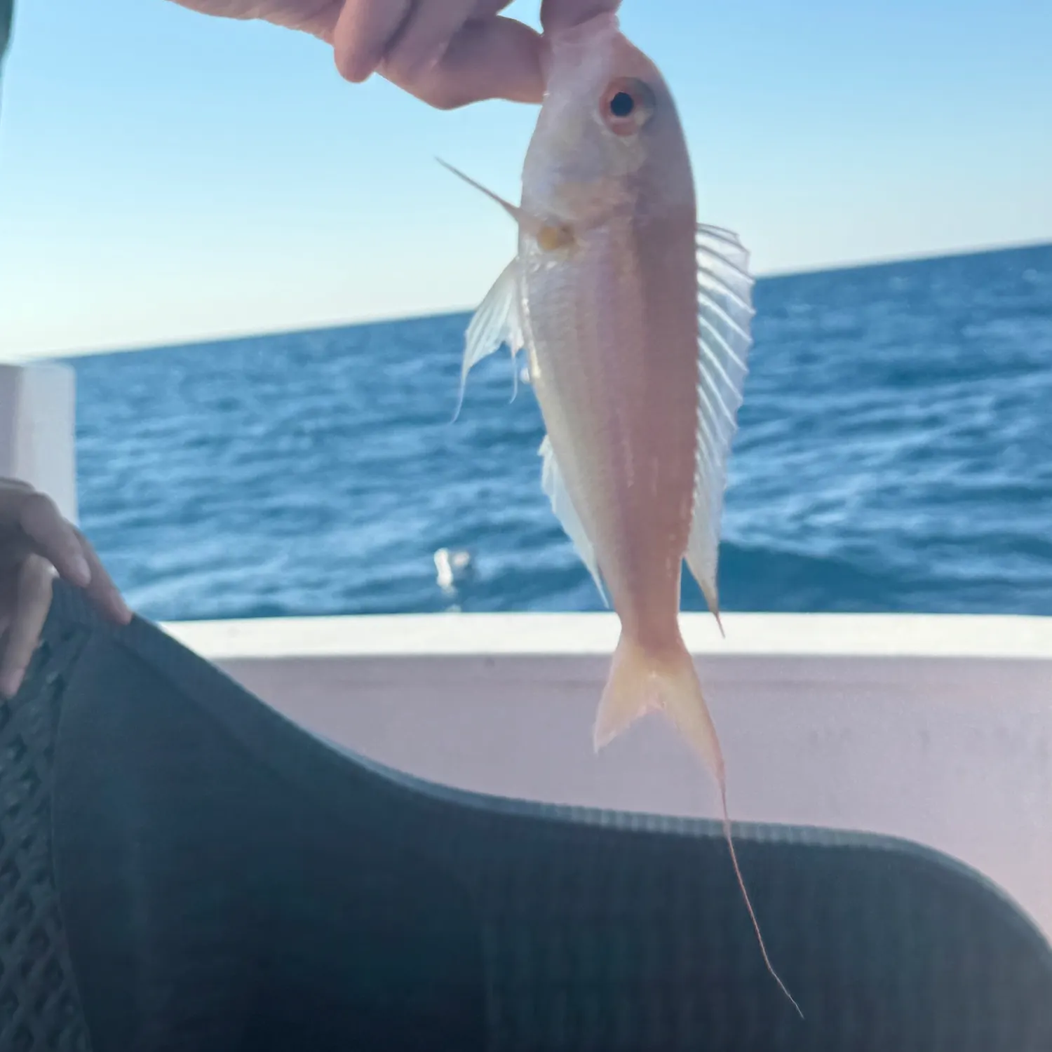 The most recent Golden threadfin bream catches on Fishbrain