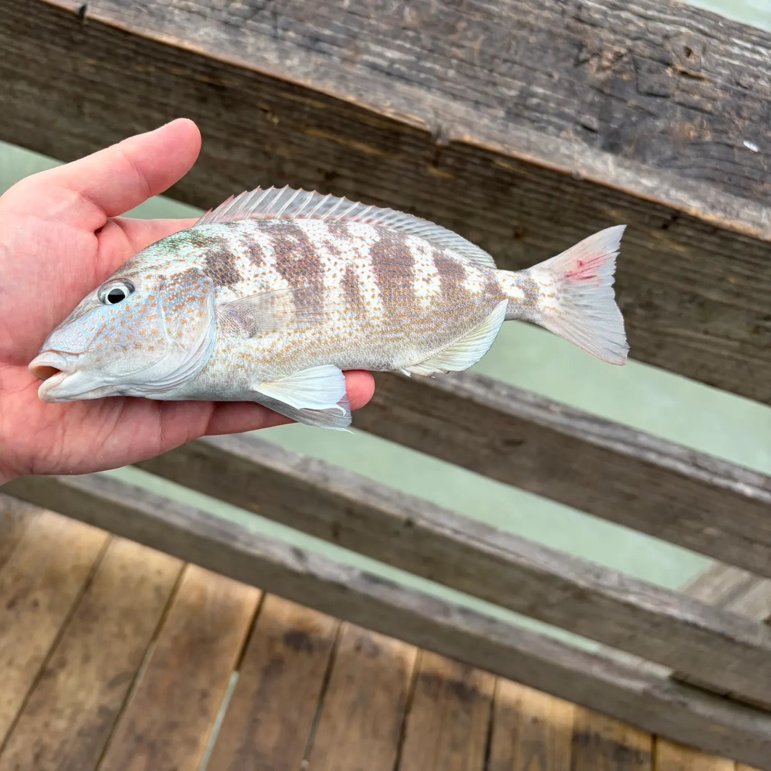 The most recent Pigfish catches on Fishbrain
