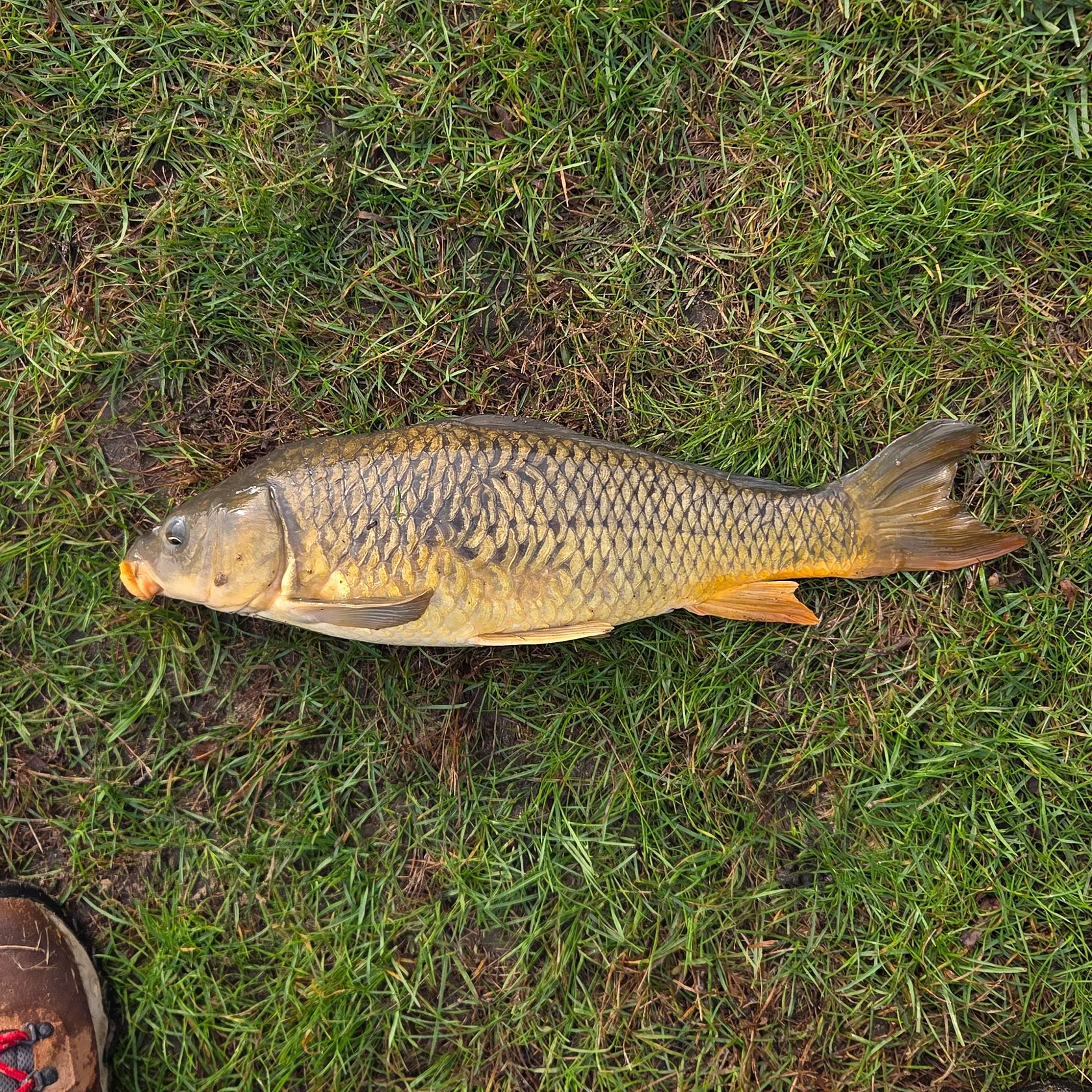 Common carp caught on Fishbrain