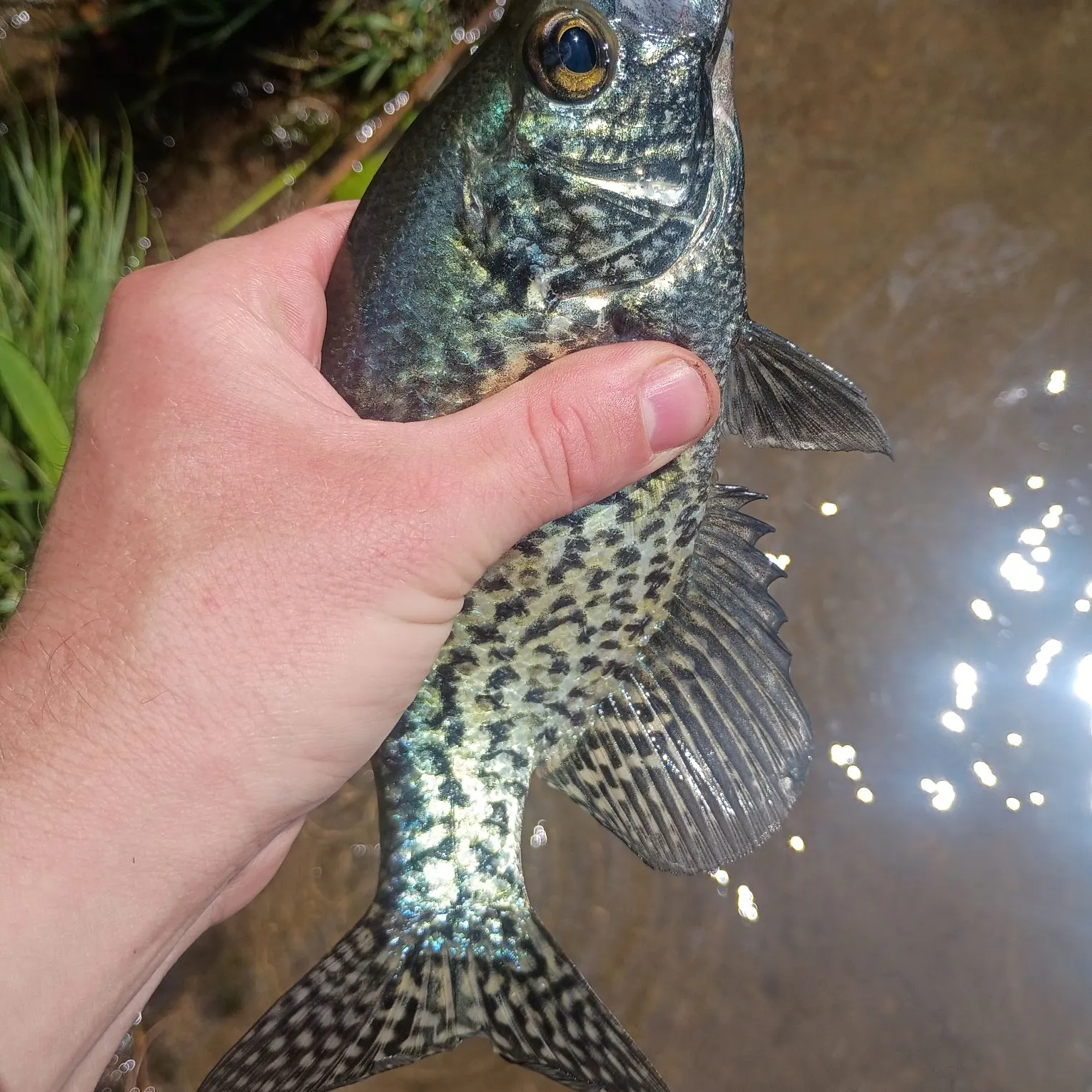 The most recent Black crappie catches on Fishbrain