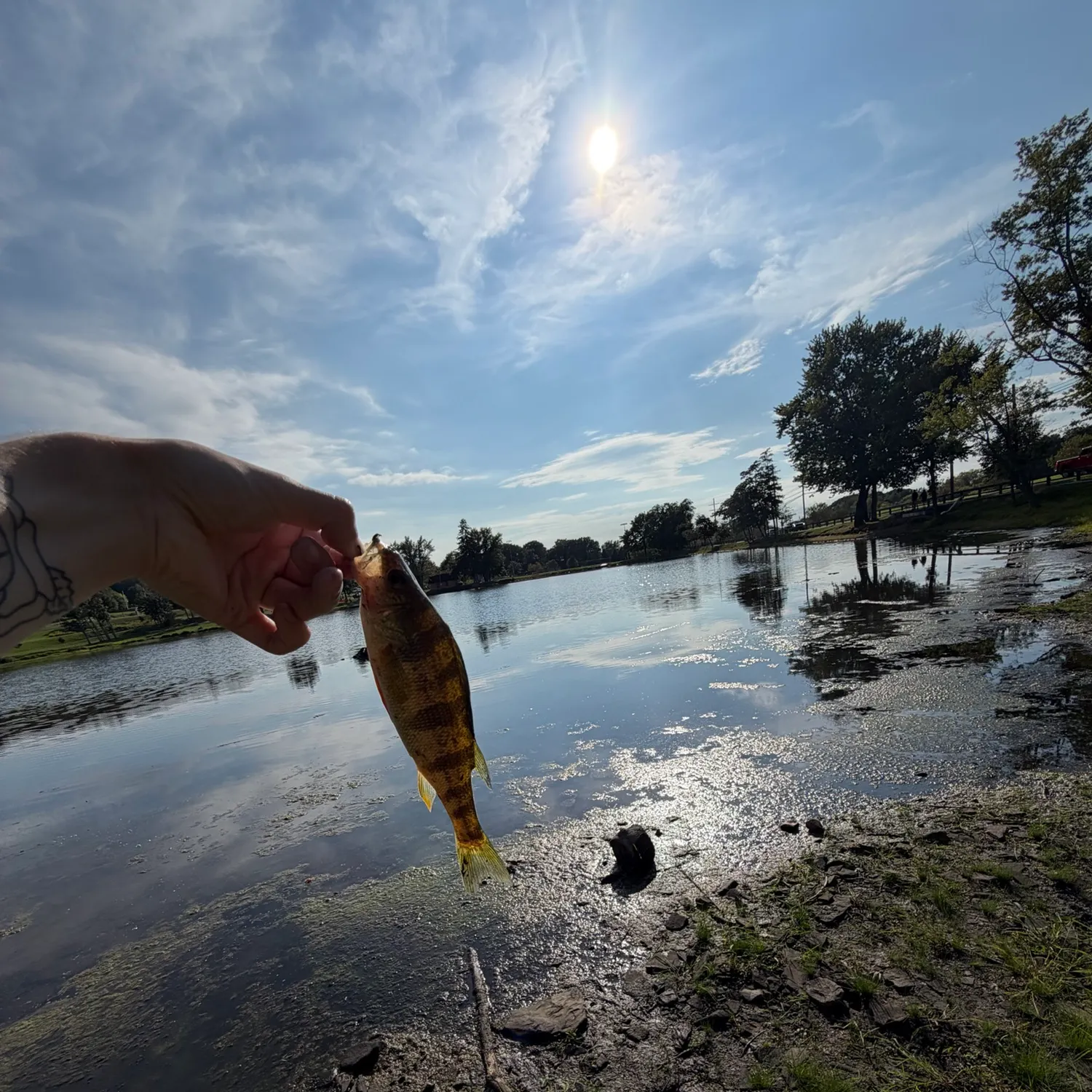 Yellow perch caught on Fishbrain
