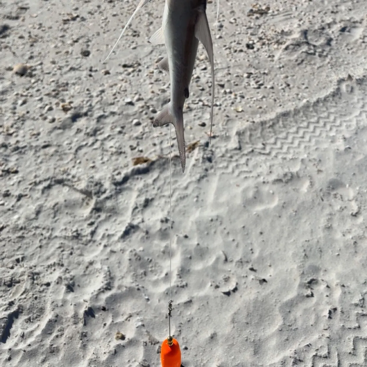 Gafftopsail sea catfish caught on Fishbrain