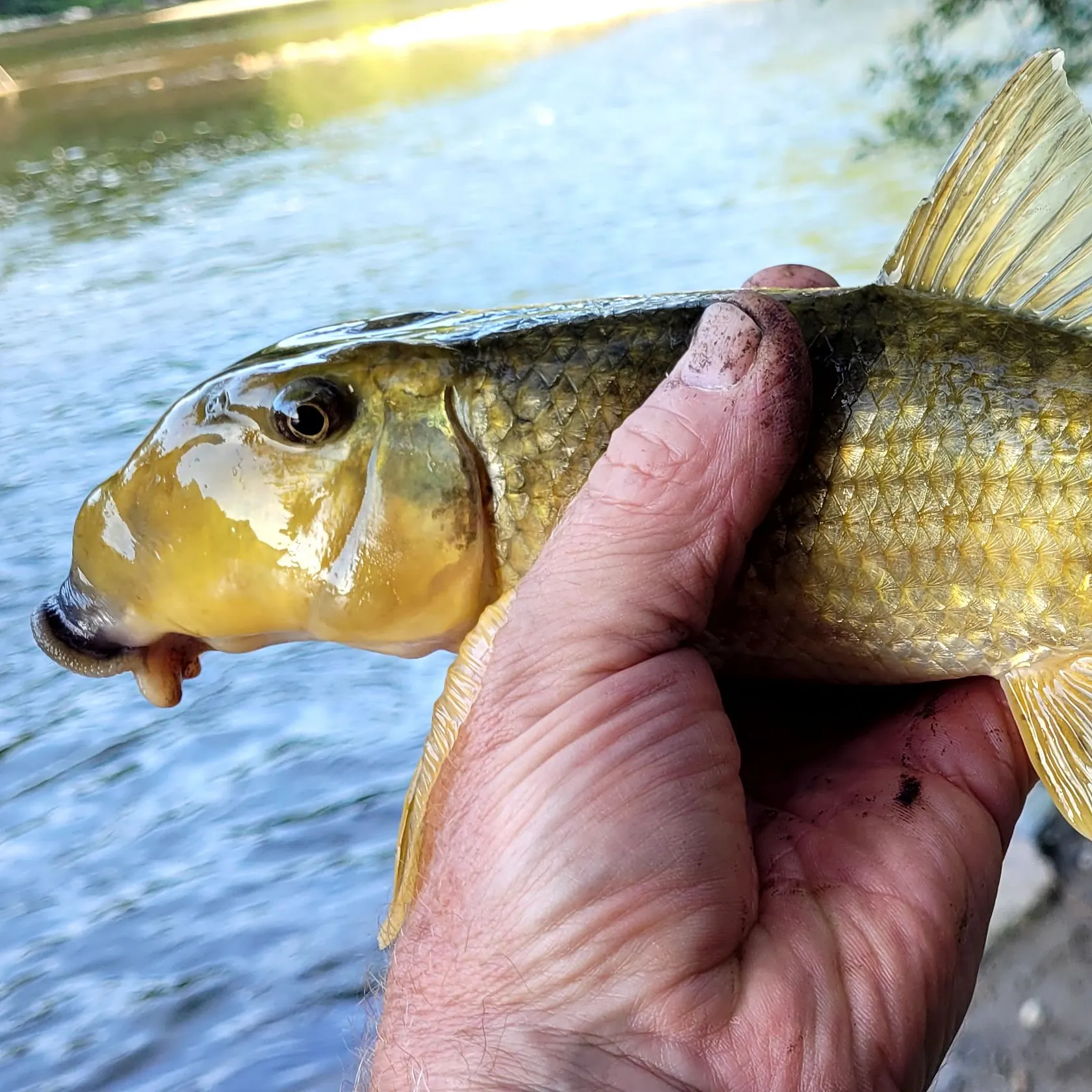 The most recent Northern hogsucker catches on Fishbrain