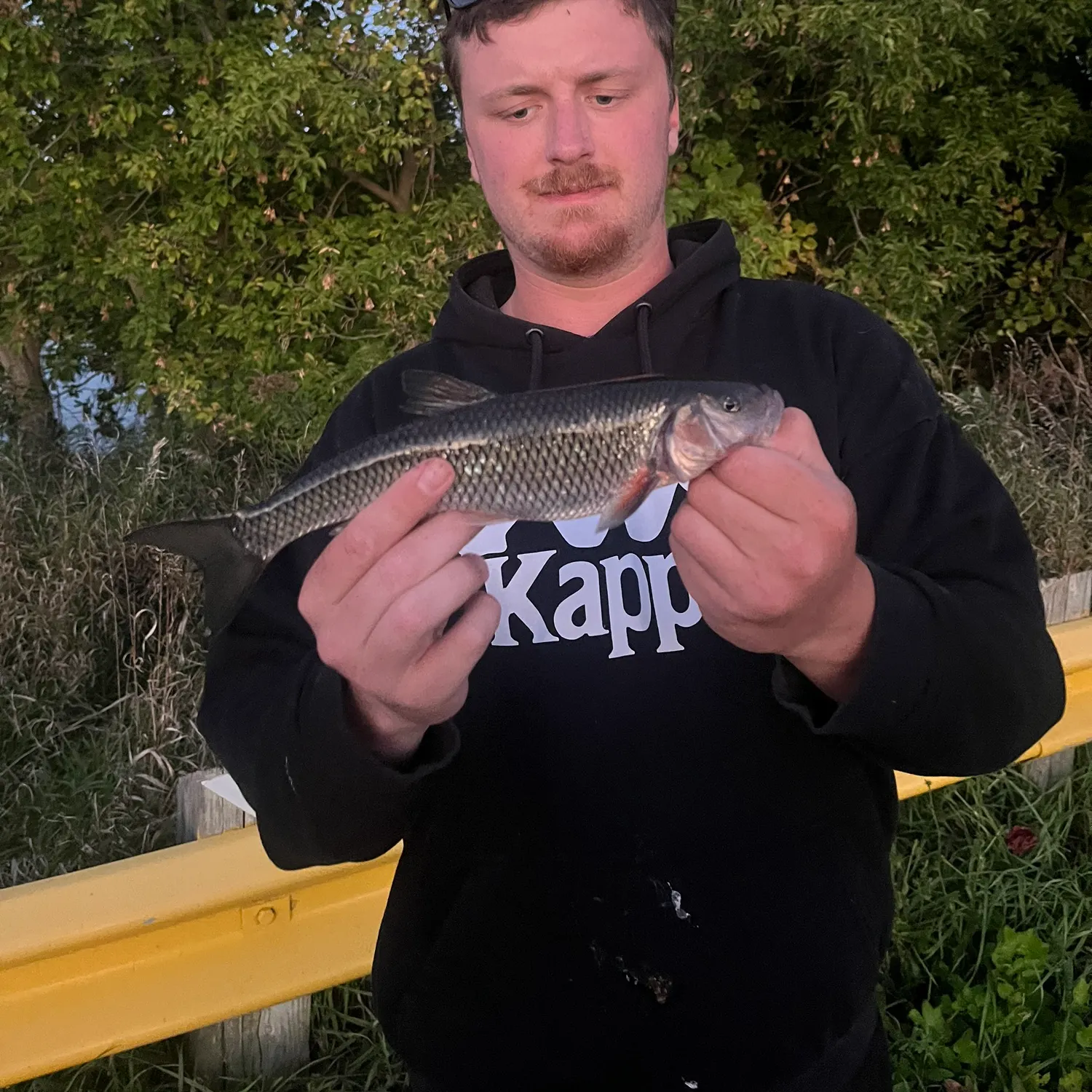 Fallfish caught on Fishbrain