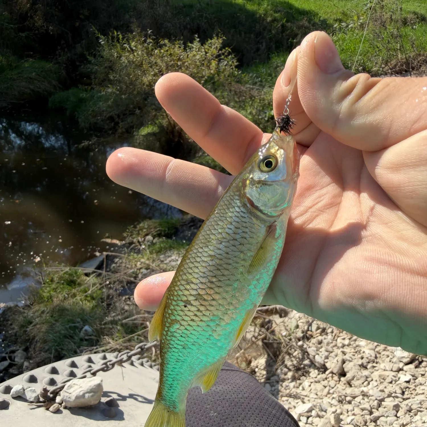 The most recent Golden shiner catches on Fishbrain
