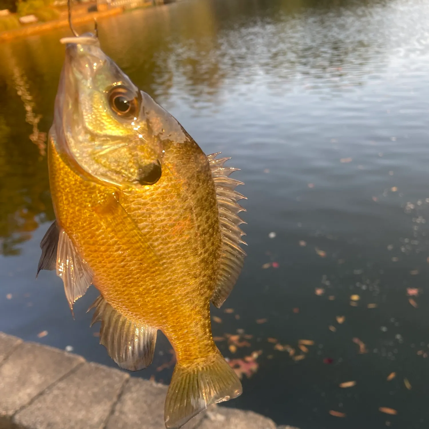 Bluegill caught on Fishbrain