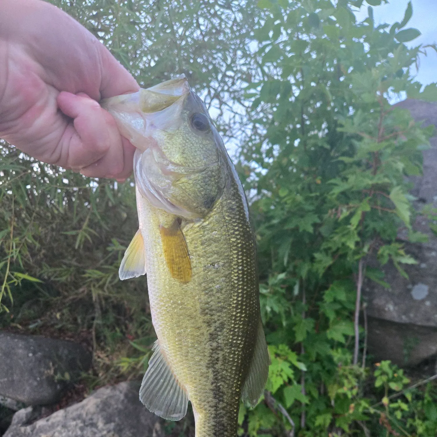 Largemouth bass caught on Fishbrain