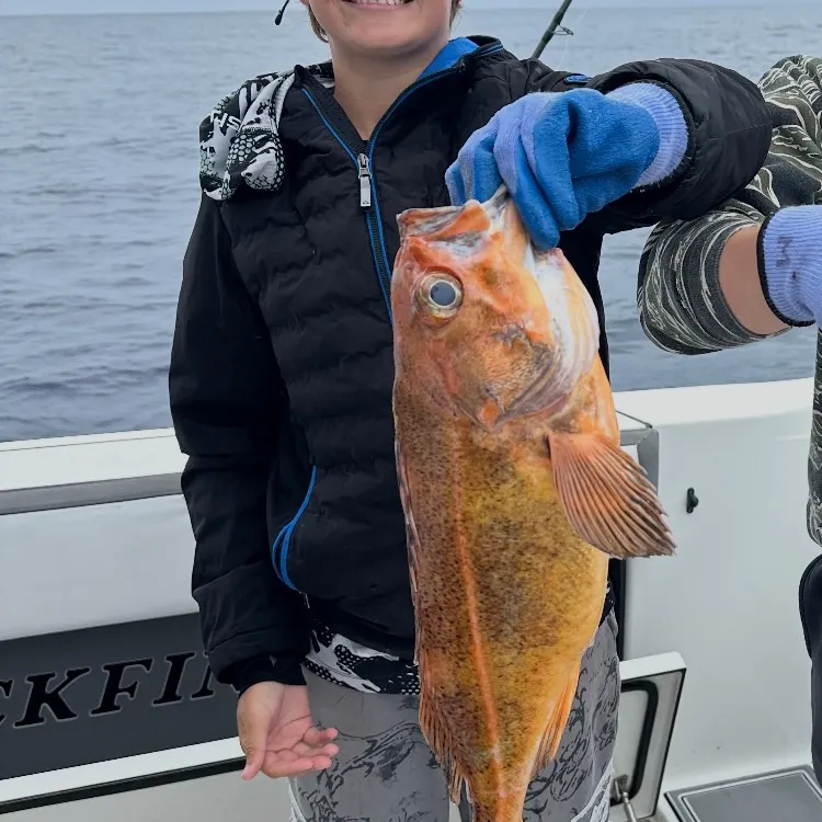 The most recent Canary rockfish catches on Fishbrain