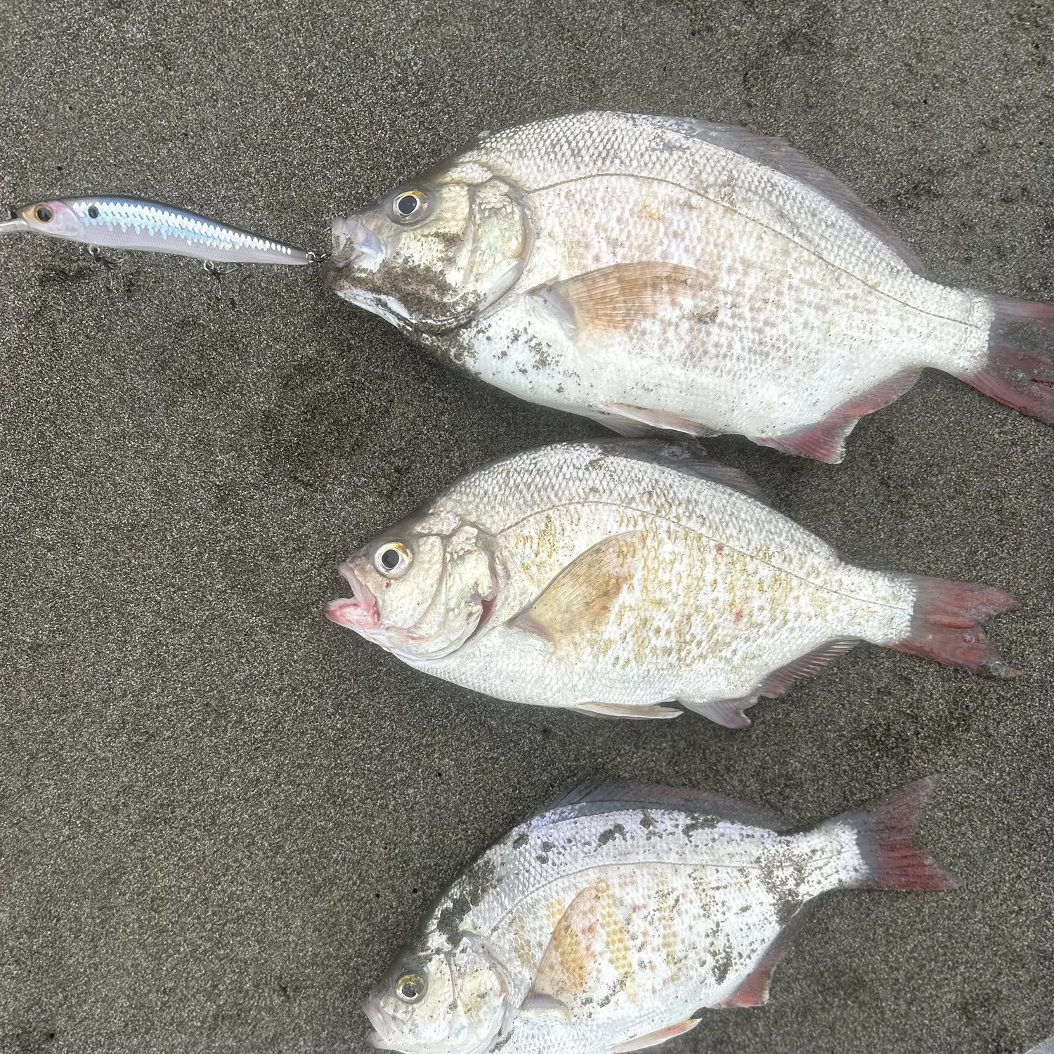 The most recent Redtail surfperch catches on Fishbrain