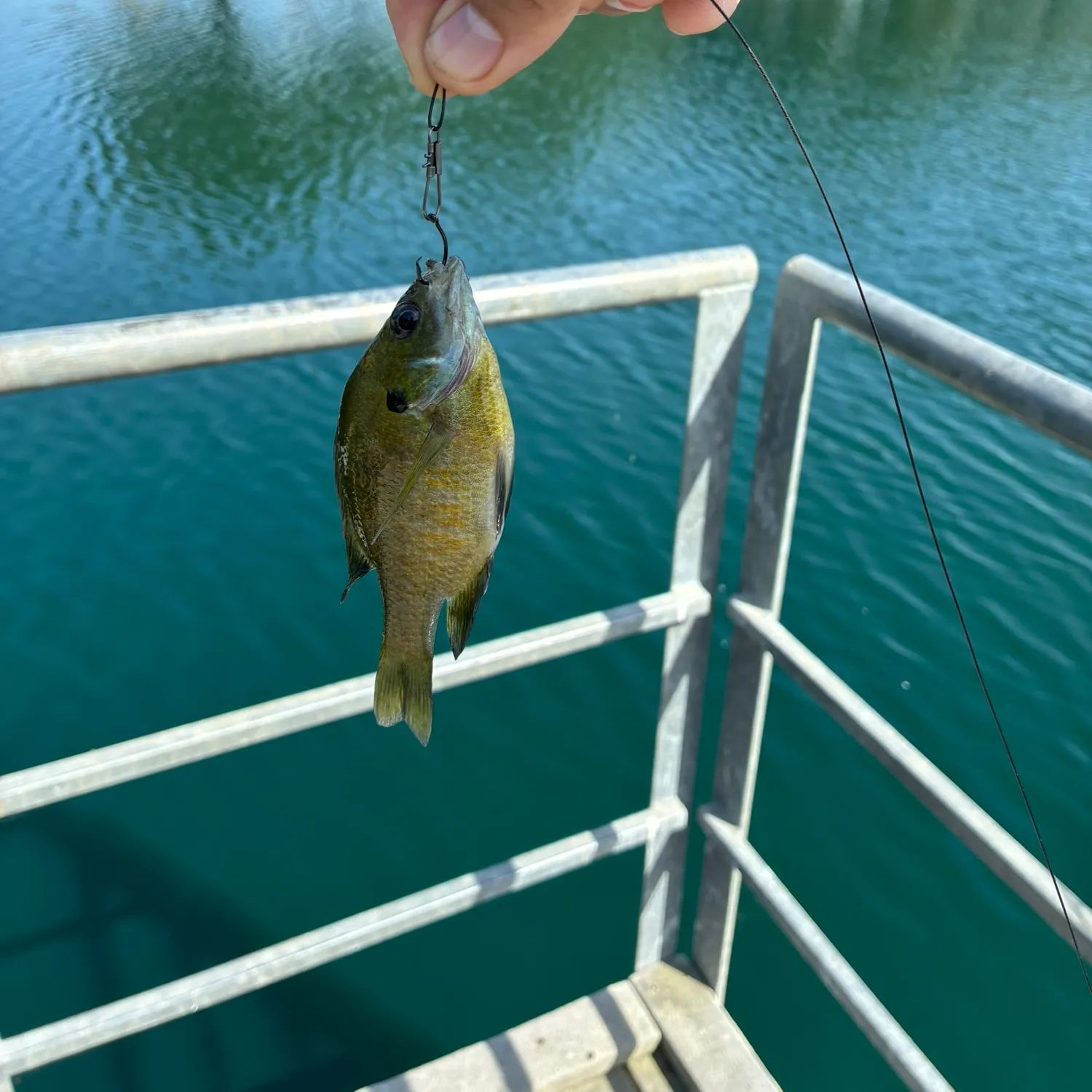 Bluegill caught on Fishbrain