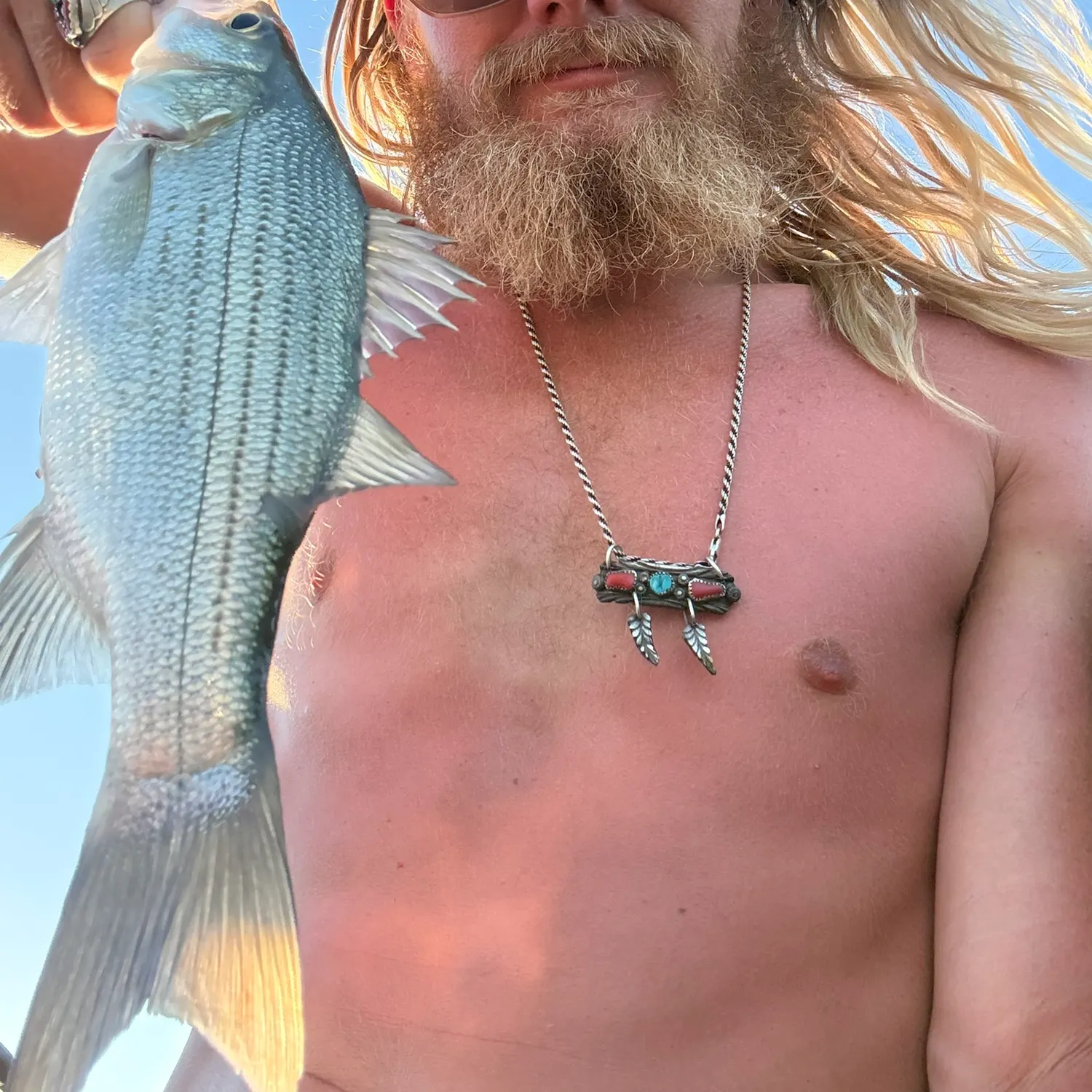 White bass caught on Fishbrain