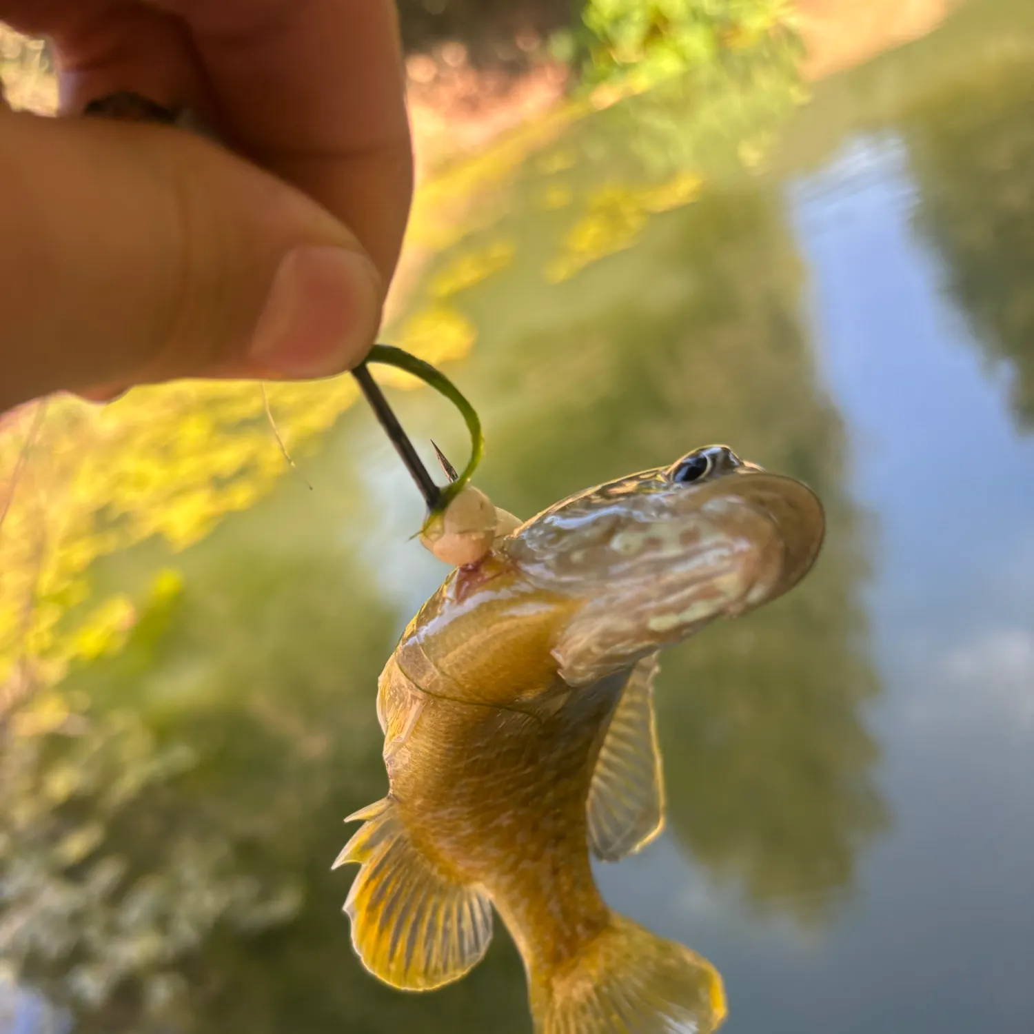 Green sunfish caught on Fishbrain