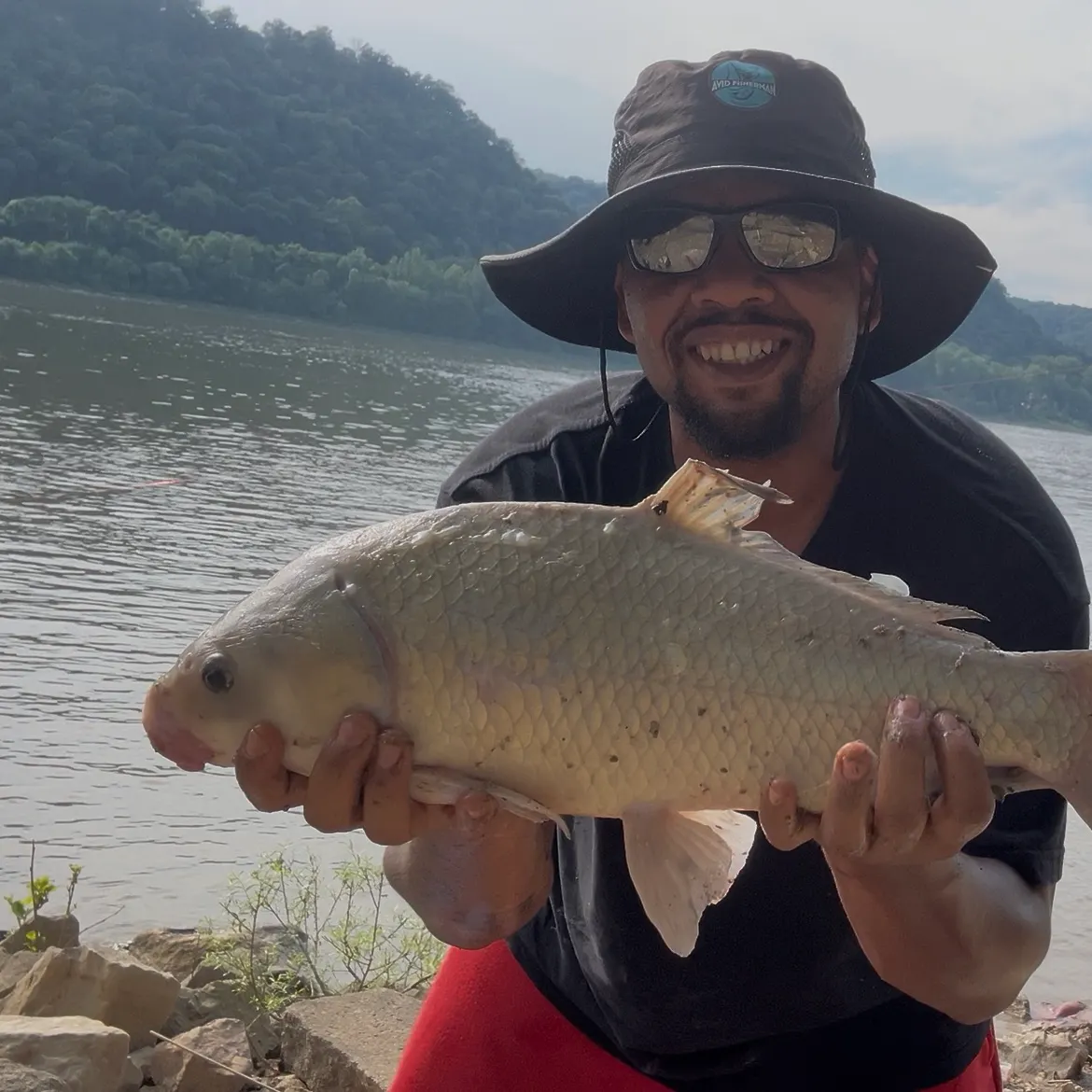 The most recent Smallmouth buffalo catches on Fishbrain