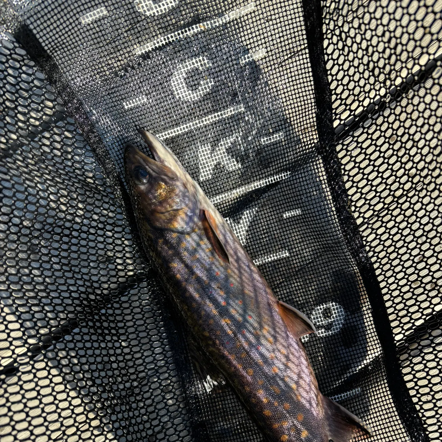 Brook trout caught on Fishbrain
