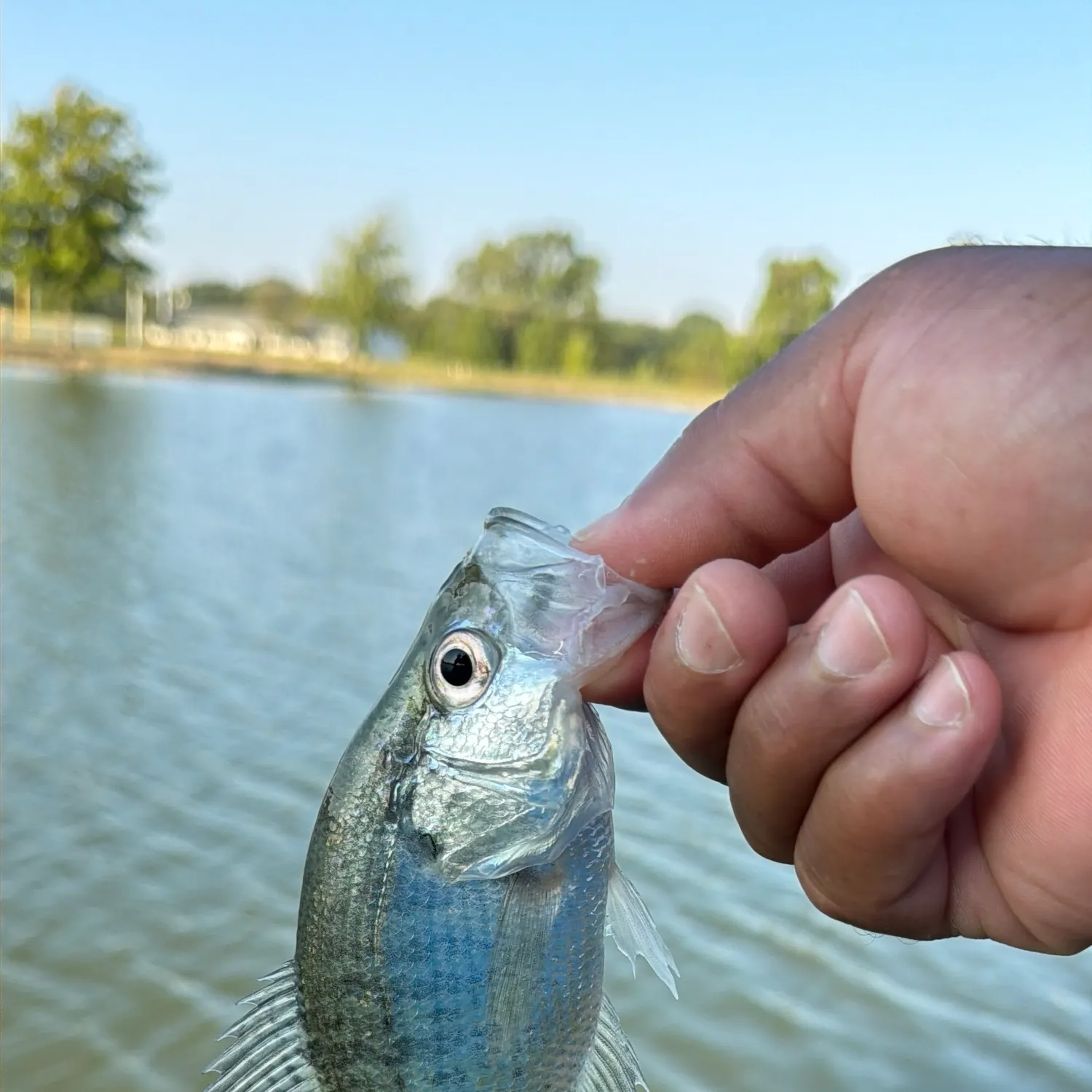 White crappie caught on Fishbrain