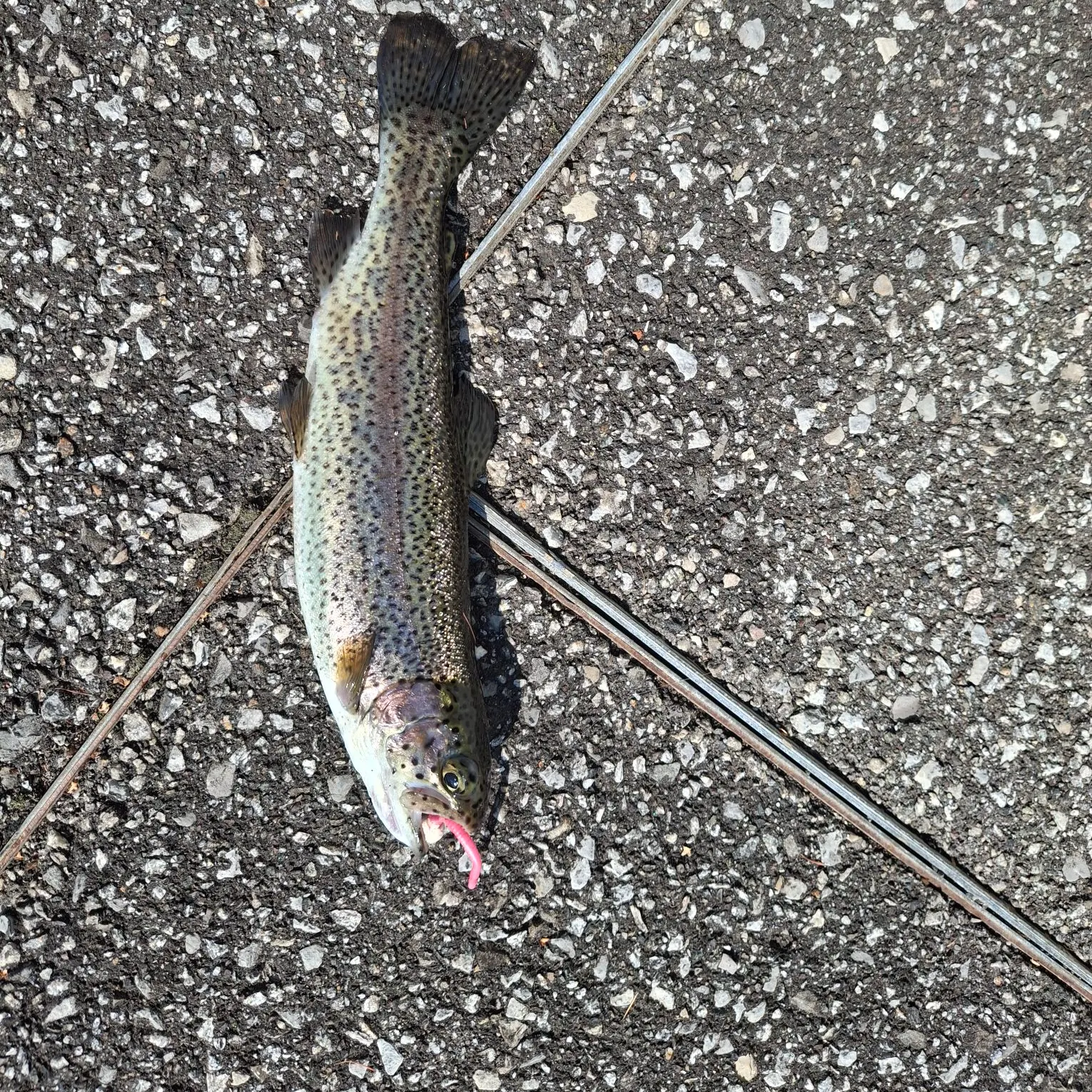 Rainbow trout caught on Fishbrain