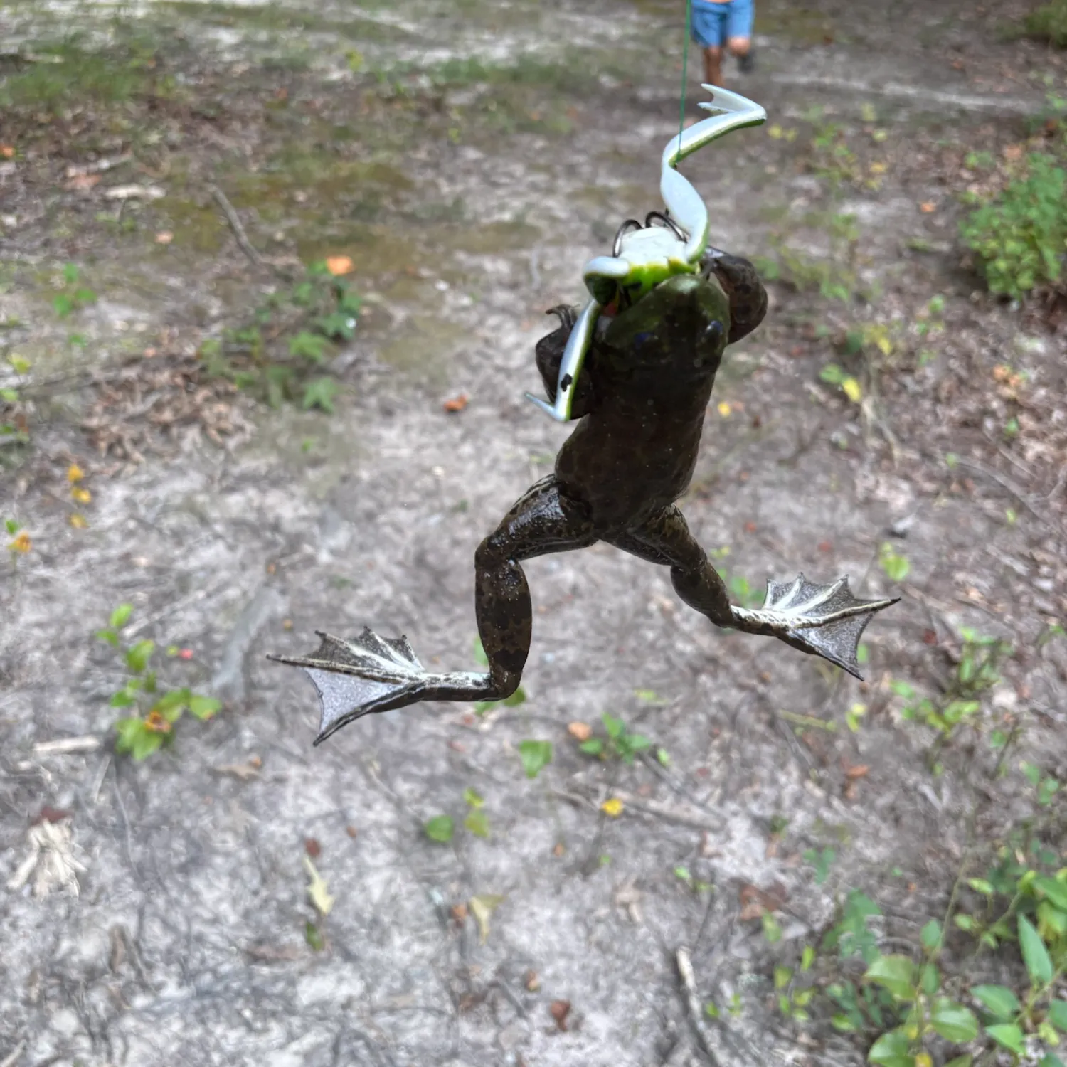 Fish caught on Fishbrain