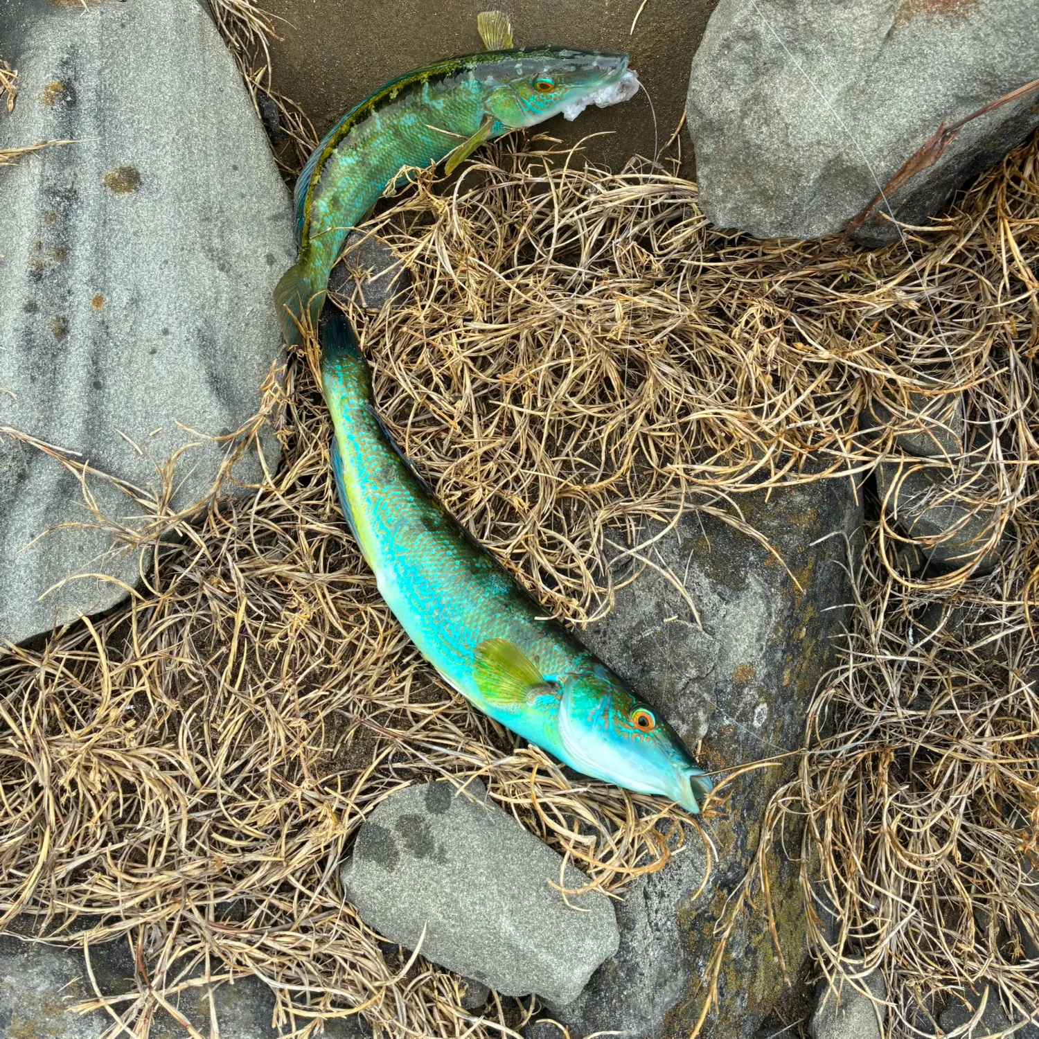 The most recent Blue weed whiting catches on Fishbrain