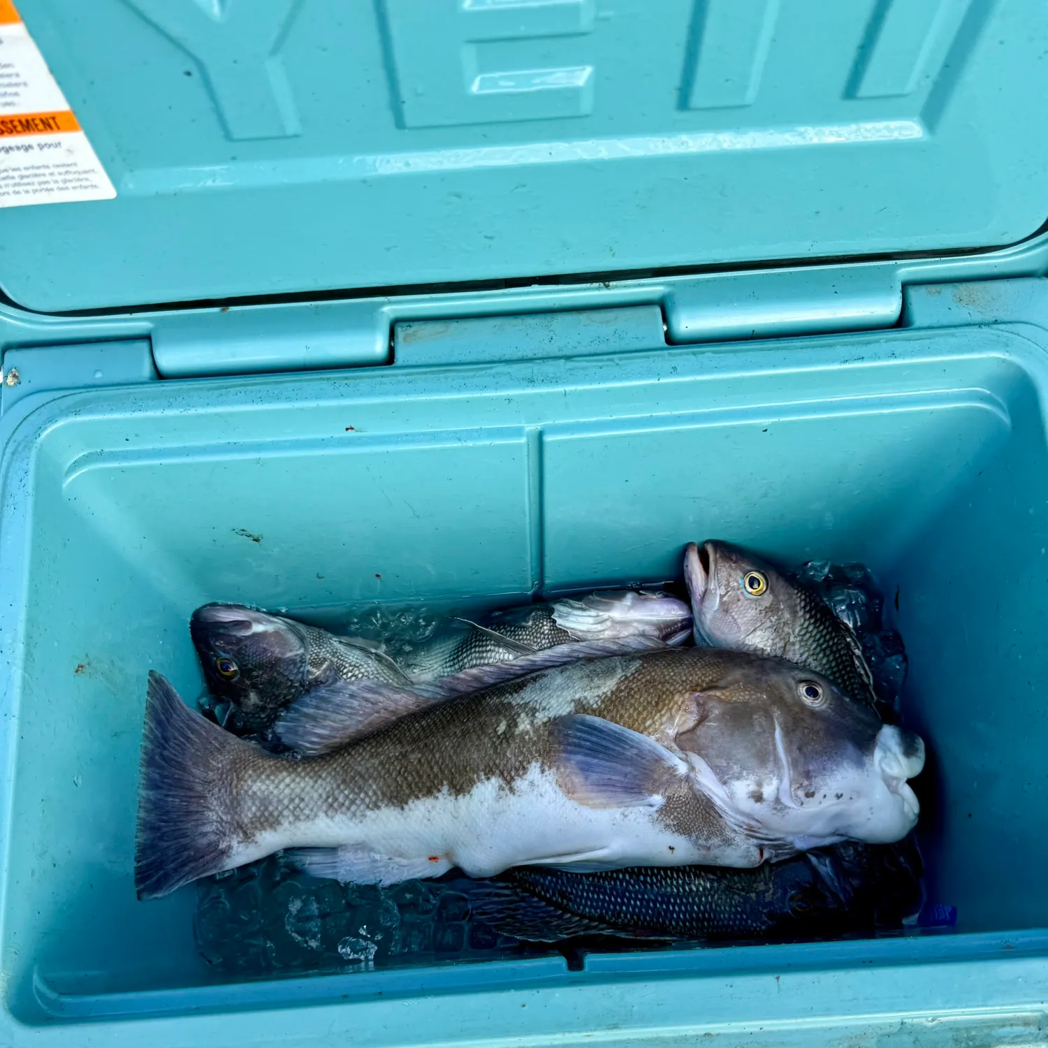 Tautog caught on Fishbrain