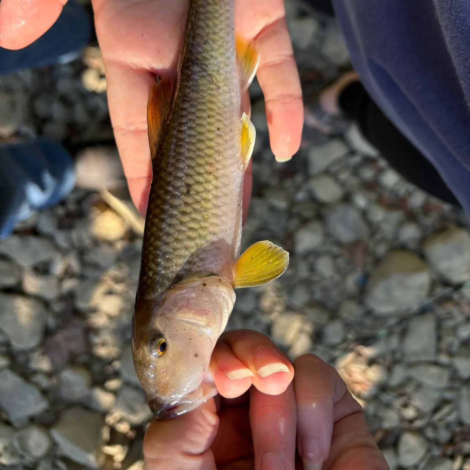 Hornyhead chub caught on Fishbrain
