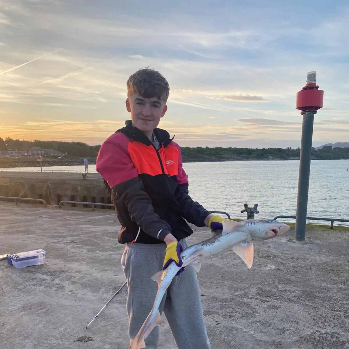 The most recent Common smooth-hound catches on Fishbrain