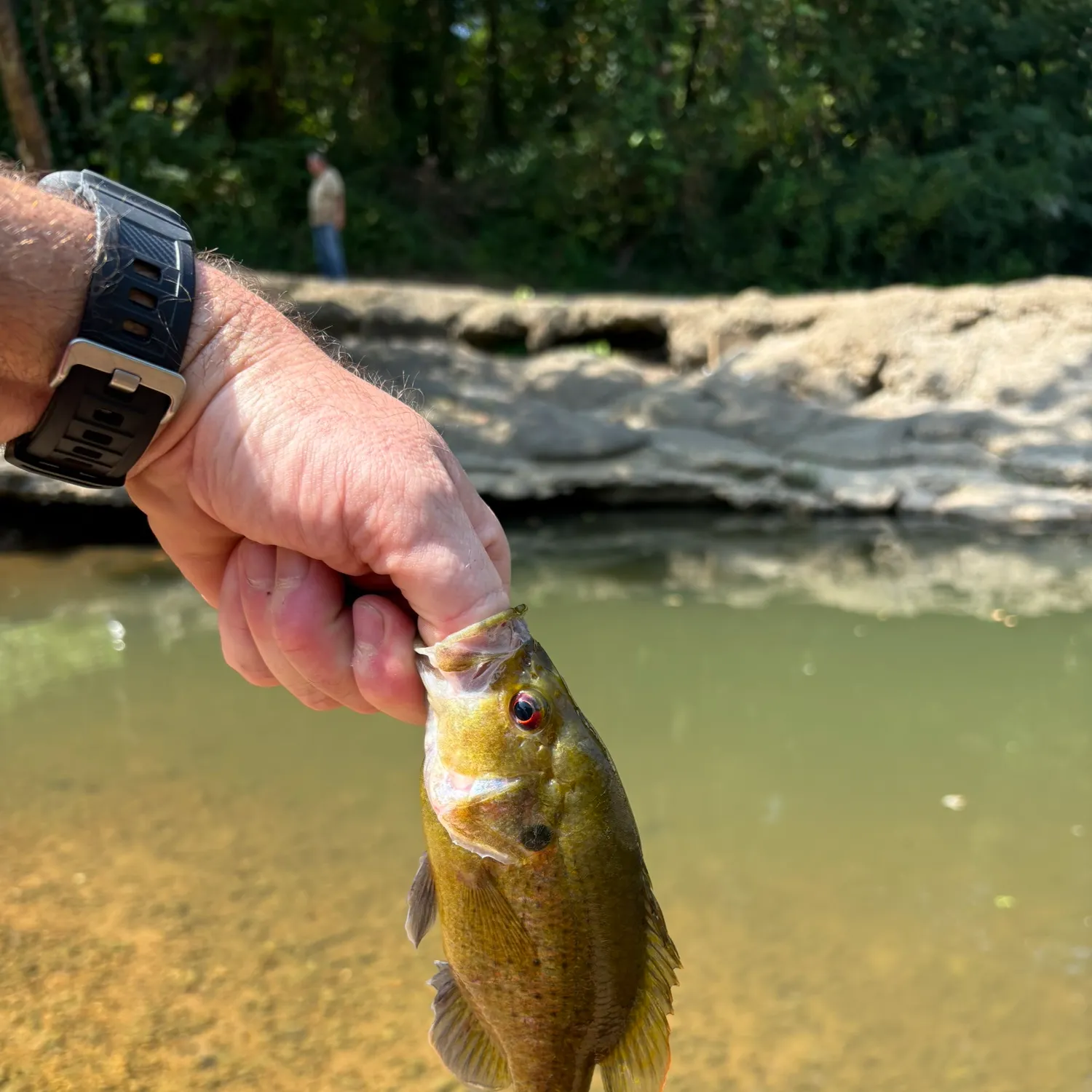 Warmouth caught on Fishbrain
