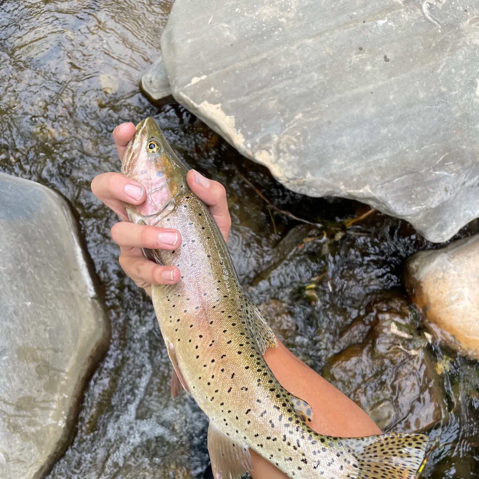 The most recent Bonneville cutthroat trout catches on Fishbrain