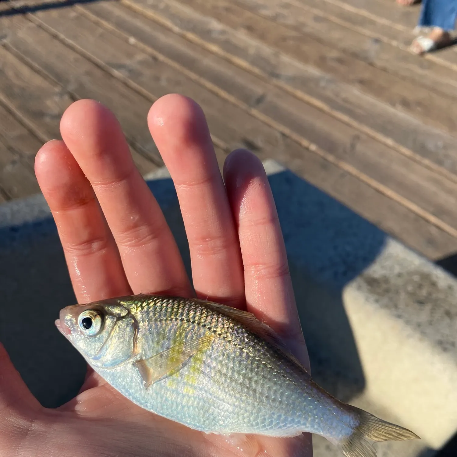 The most recent Redtail surfperch catches on Fishbrain