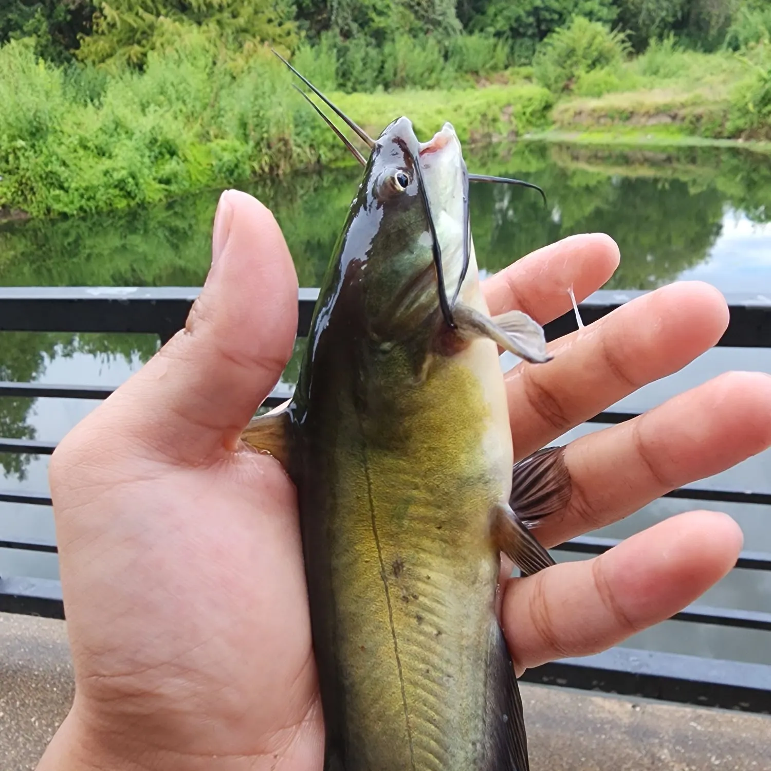 Black bullhead caught on Fishbrain