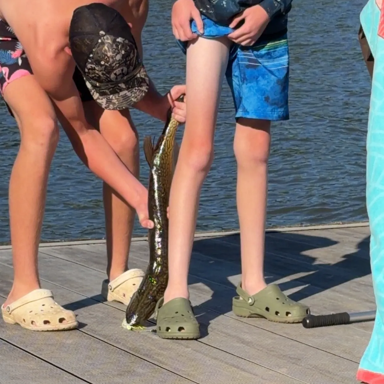 Chain pickerel caught on Fishbrain
