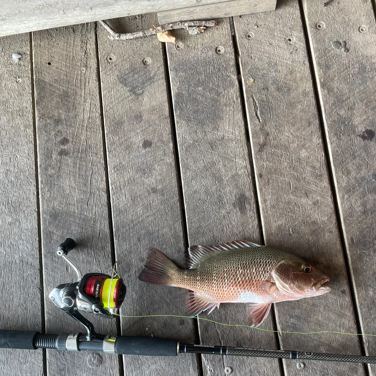 The most recent Mangrove red snapper catches on Fishbrain