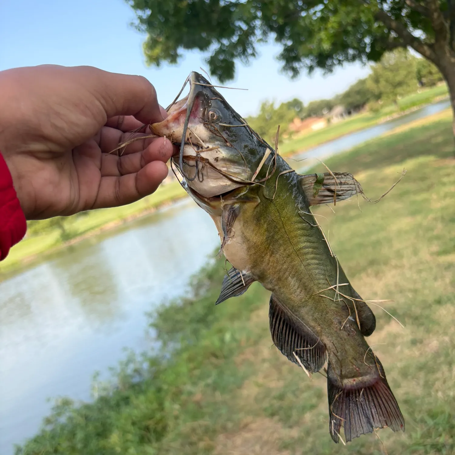 Yellow bullhead caught on Fishbrain