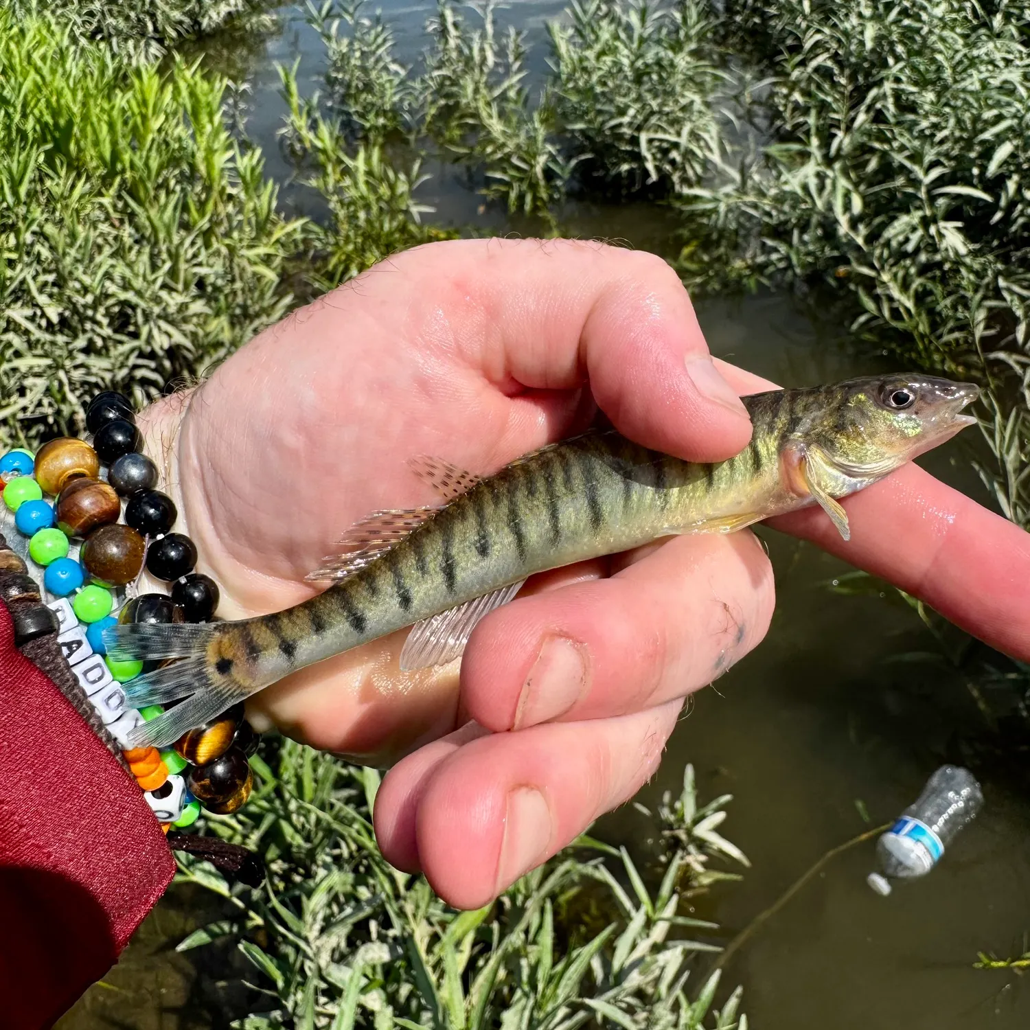 The most recent Common logperch catches on Fishbrain