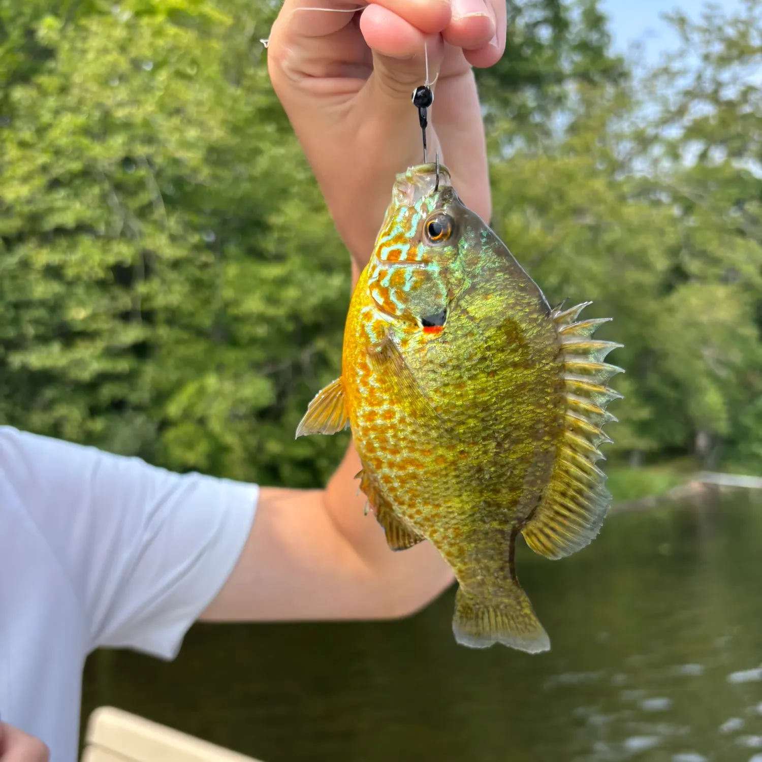 Pumpkinseed caught on Fishbrain